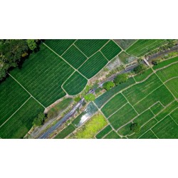 Poesia de Alice 13.02.2026 Agrofloresta